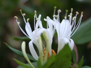 Japanese Honeysuckle Flower